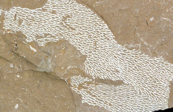 Ordovician Bryozoans (Chasmatopora) Plate - Estonia #47453